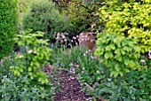 WOOD BARK PATH THROUGH  SHRUB AND PERENNIAL GARDEN