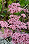 SEDUM MATRONA FLOWERS