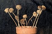 DRIED PHLOMIS FRUITICOSA SEEDHEADS SEEN THROUGH FROSTED SHED WINDOW