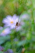 SPIDER AND WEB WITH ASTERS IN BACKGROUND