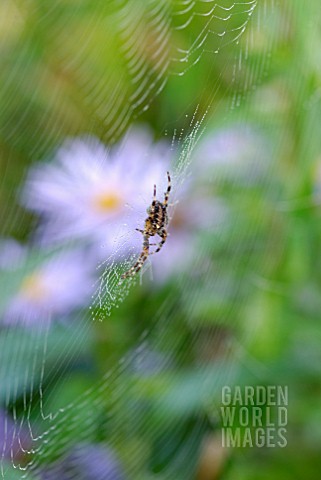 SPIDER_AND_WEB_WITH_ASTERS_IN_BACKGROUND