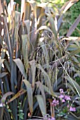 WATER DROPLETS ON STIPA GIGANTEA WITH PHORMIUM IN BACKGROUND