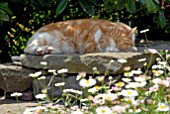 SLEEPING CAT ON STONE WALL