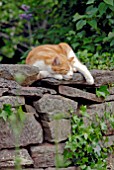 SLEEPING CAT ON STONE WALL