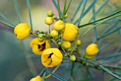 CASSIA ARTEMISIOIDES