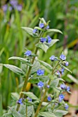 BRUNNERA MACROPHYLLA