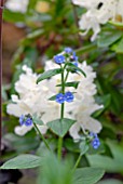 BRUNNERA MACROPHYLLA