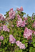 SYRINGA VULGARIS MARECHAL FOCH