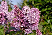 SYRINGA VULGARIS MARECHAL FOCH