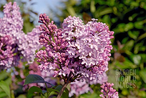 SYRINGA_VULGARIS_MARECHAL_FOCH