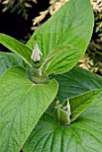 PHLOMIS RUSSELIANA