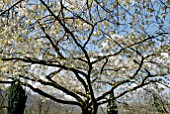 APPLE BLOSSOM AT PLAS BRONDANW, GWYNEDD, WALES