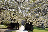 APPLE BLOSSOM AT PLAS BRONDANW, GWYNEDD, WALES