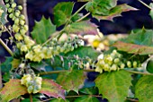 MAHONIA JAPONICA BEALEI