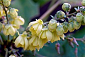 MAHONIA JAPONICA BEALEI FLOWERS