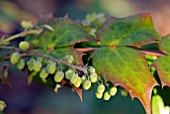 MAHONIA JAPONICA BEALEI