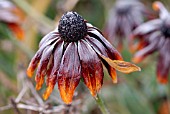 RUDBECKIA HIRTA RUSTIC DWARFS, WITH FROST