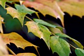 MAHONIA JAPONICA BEALEI