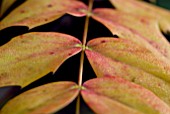 MAHONIA JAPONICA BEALEI