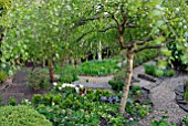 WOODLAND GARDEN IN SPRING