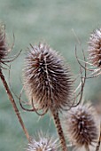 FROSTED DIPSACUS FULLONUM SEEDHEAD