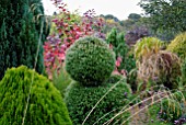 AUTUMNAL MIXED BORDER WITH SHRUBS, CONIFERS AND GRASSES