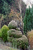 AUTUMNAL MIXED BORDER WITH SHRUBS, CONIFERS AND GRASSES