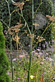 SPIDERS WEBS ON FENNEL IN COTTAGE GARDEN