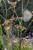 SPIDERS WEBS ON FENNEL IN COTTAGE GARDEN