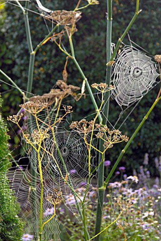 SPIDERS_WEBS_ON_FENNEL_IN_COTTAGE_GARDEN