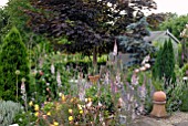 LINARIA PURPUREA CANON WENT IN COTTAGE GARDEN BORDERS, ACER PLATANOIDES AND GARDEN SHED