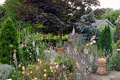 LINARIA_PURPUREA_CANON_WENT_IN_COTTAGE_GARDEN_BORDERS_ACER_PLATANOIDES_AND_GARDEN_SHED
