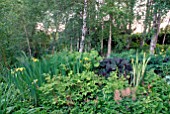 WOODLAND GARDEN AT CAMERS, OLD SODBURY, BRISTOL