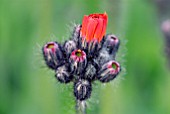 PILOSELLA AURANTIACA