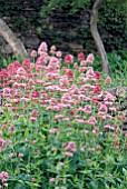 CENTRANTHUS RUBER