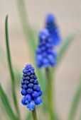 MUSCARI ARMENIACUM