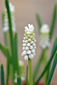 MUSCARI BOTRYOIDES FORMA ALBUM