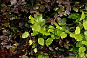 FAGUS SYLVATICA AND FAGUS SYLVATICA PURPUREA HEDGING