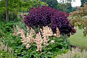 RODGERSIA PINNATA AND COTINUS GRACE IN BORDER AT OZLEWORTH PARK, GLOUCESTERSHIRE