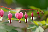 DICENTRA SPECTABILIS