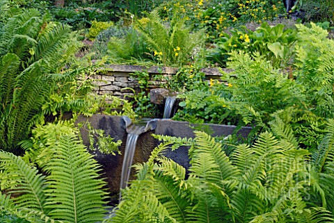 FERNS_IN_THE_RILL_GARDEN_AT_OZLEWORTH_PARK_GLOUCESTERSHIRE