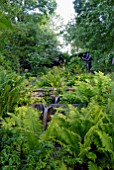 FERNS IN THE RILL GARDEN AT OZLEWORTH PARK, GLOUCESTERSHIRE