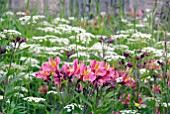 ALSTROEMERIA AND ANTHRISCUS SYLVESTRIS