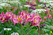 ALSTROEMERIA AND ANTHRISCUS SYLVESTRIS