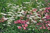 ALSTROEMERIA AND ANTHRISCUS SYLVESTRIS