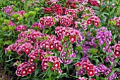 DIANTHUS BARBATUS AURICULA-EYED MIXED FLOWERS