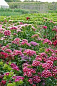 DIANTHUS BARBATUS AURICULA-EYED MIXED FLOWERS IN THE VEGETABLE AND CUTTING GARDEN AT OZLEWORTH PARK, GLOUCESTERSHIRE