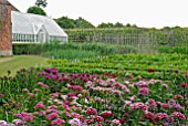 DIANTHUS BARBATUS AURICULA-EYED MIXED FLOWERS IN THE VEGETABLE AND CUTTING GARDEN AT OZLEWORTH PARK, GLOUCESTERSHIRE