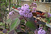 EUPATORIUM SORDIDUM IN GLASSHOUSE