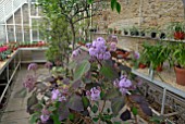 EUPATORIUM SORDIDUM IN GLASSHOUSE